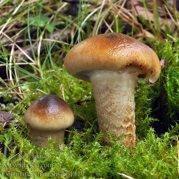 Cortinarius_trivialis_bp1419