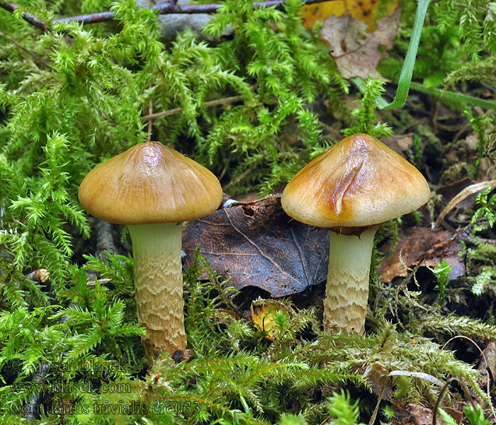 Cortinario viscoso Cortinarius trivialis