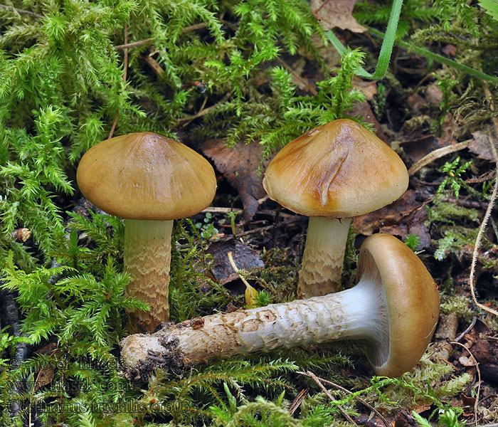 Trappspindling Porraslimaseitikki Cortinarius trivialis