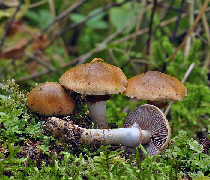 Pavučinec osikový obecný Cortinarius trivialis