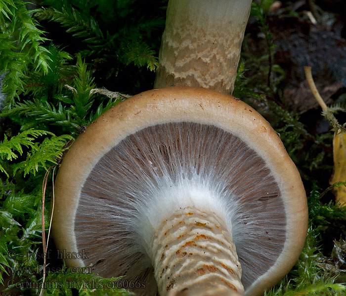 Cortinaire trivial visqueux Pavučinovec osikový Cortinarius trivialis