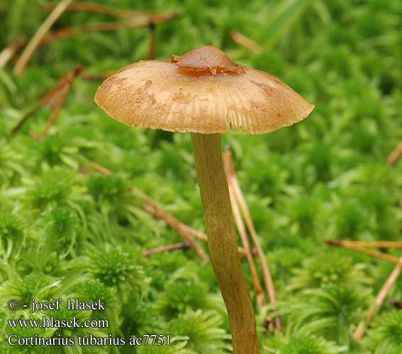 Cortinarius tubarius ac7751