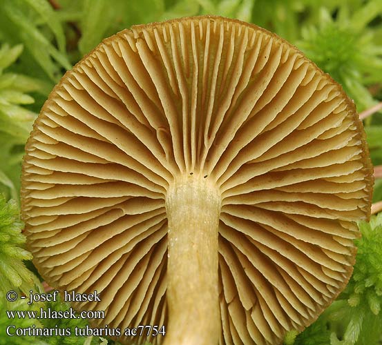 Cortinarius tubarius ac7754