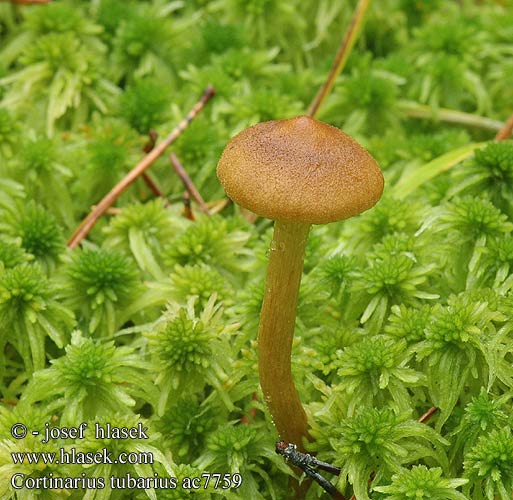 Cortinarius tubarius ac7759