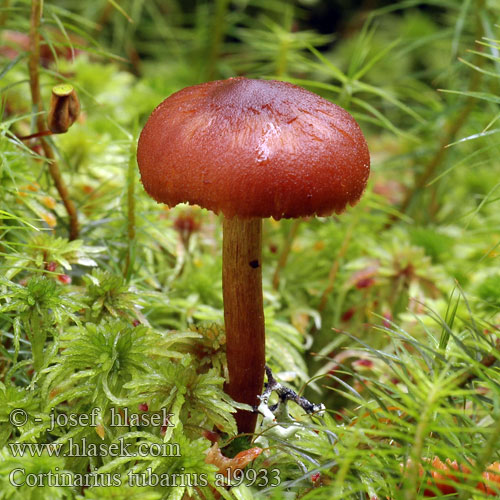 Cortinarius tubarius al9933