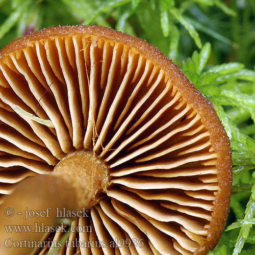 Cortinarius sphagneti Dermocybe tubarius Rämeseitikki