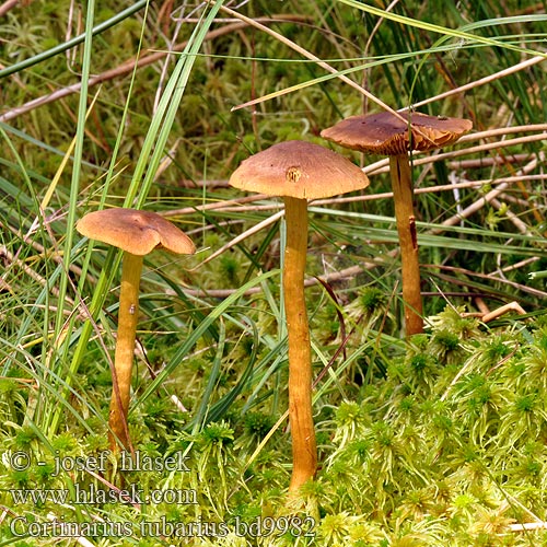 Dermocybe tubarius Rämeseitikki Silkesspindling