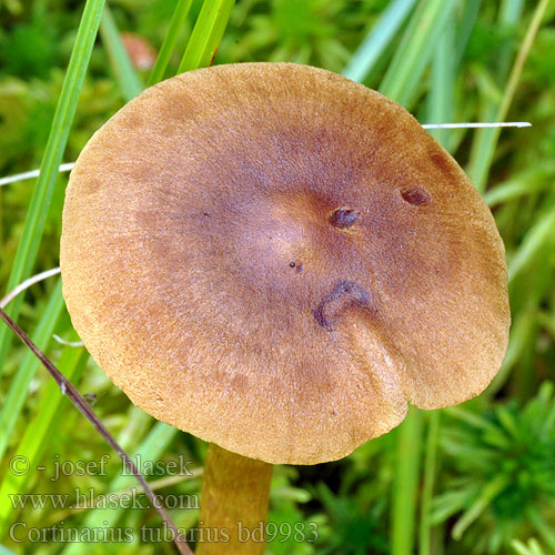 Cortinarius tubarius bd9983