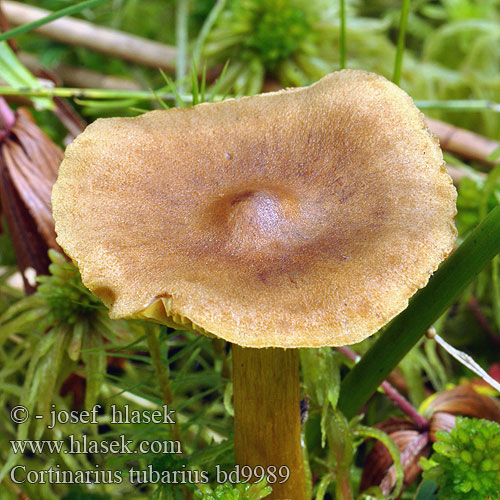 Cortinarius tubarius bd9989