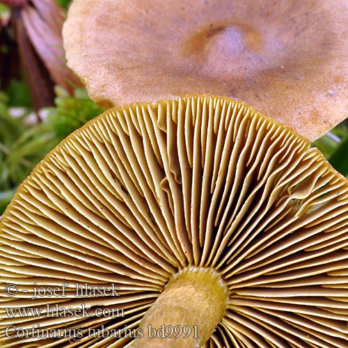 Cortinarius tubarius bd9991