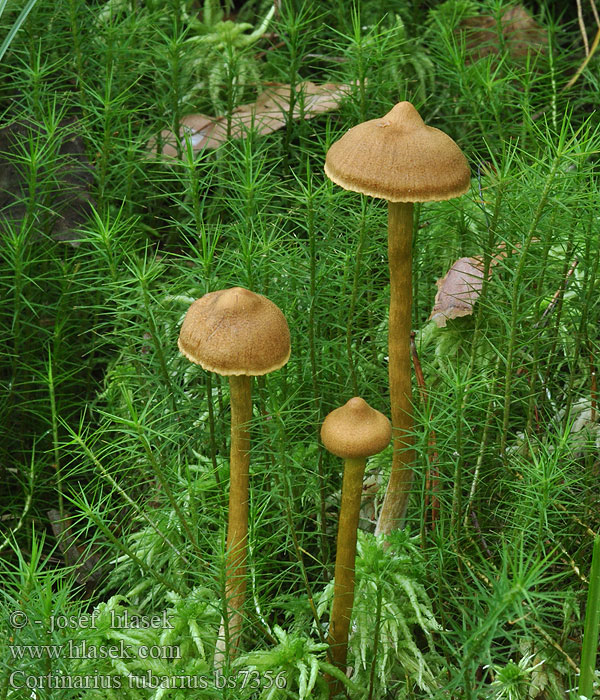 Cortinarius tubarius