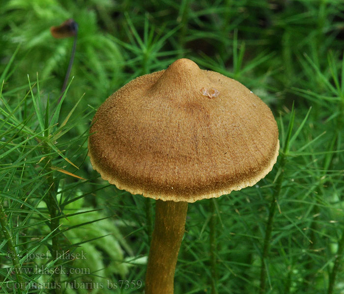 Cortinarius tubarius Pavučinec mokřadní