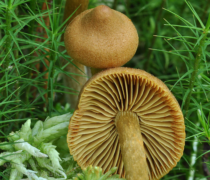 Cortinarius tubarius sphagneti Dermocybe Pavučinec mokřadní