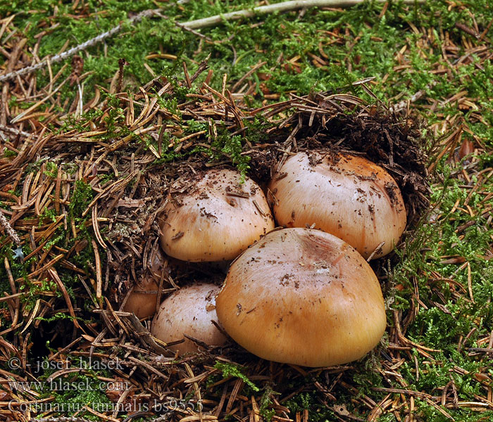 Cortinarius turmalis Pavučinec podzimní Rasiger Schleimkopf