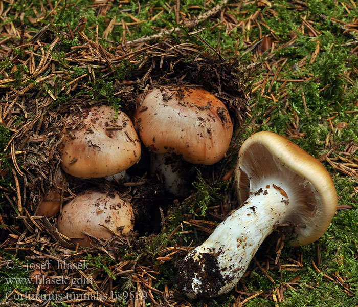 Cortinarius_turmalis_bs9559