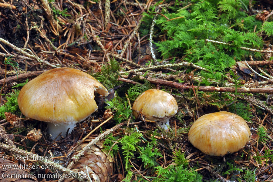 Cortinarius turmalis Kimppuseitikki Dråpeslørsopp Паутинник поздний