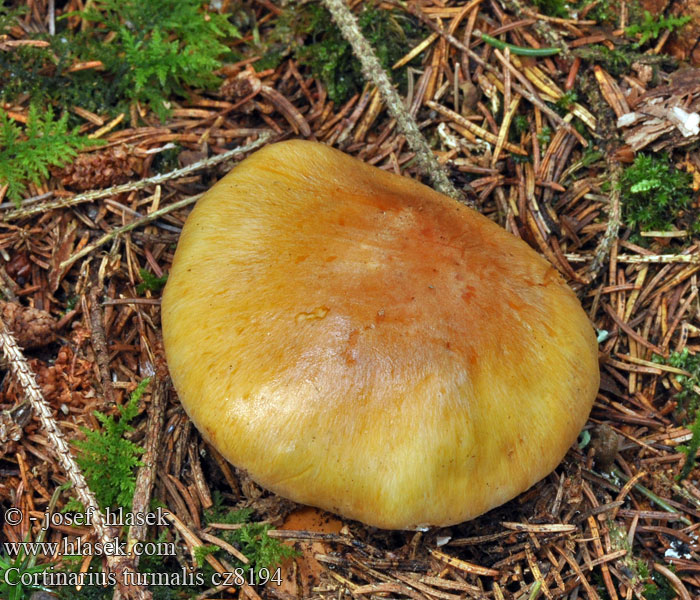 Pavučinec podzimní Cortinarius turmalis