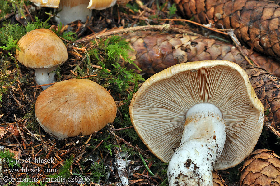 Rasiger Schleimkopf Gordijnzwam Cortinarius turmalis