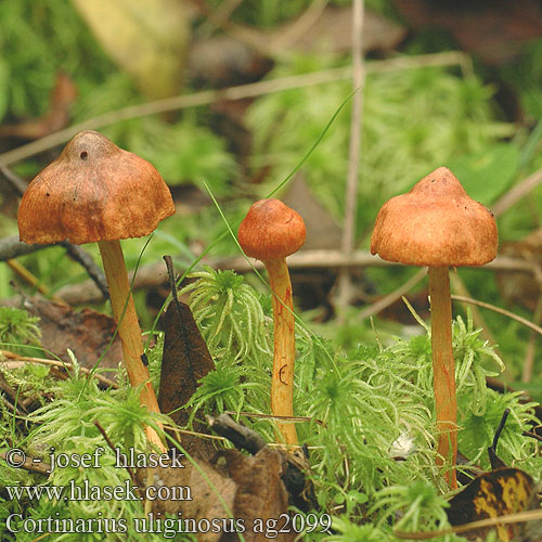 Cortinarius uliginosus Pavučinec bažinný Zasłonak bagienny