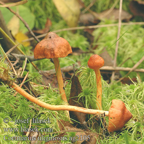 Cortinarius uliginosus ag2105