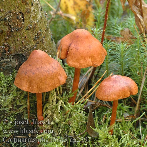 Cortinarius uliginosus ag2397