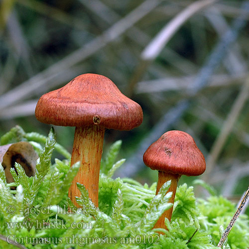 Cortinarius uliginosus am0102