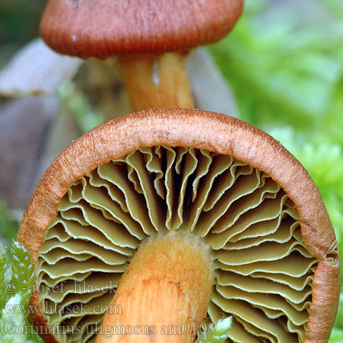 Cortinarius uliginosus am0108