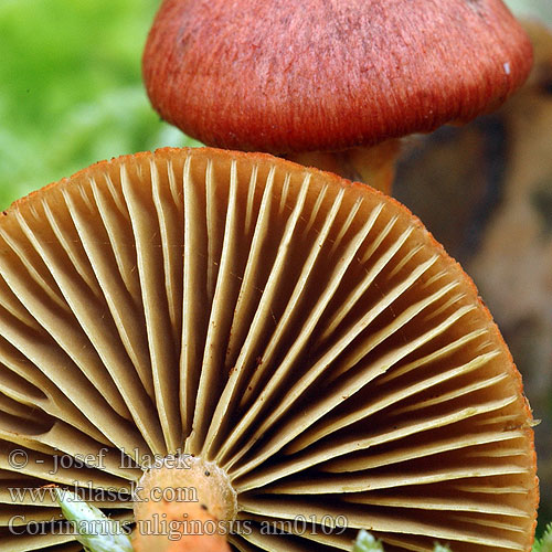 Kupferroter Hautkopf Koperrode gordijnzwam Cortinarius uliginosus