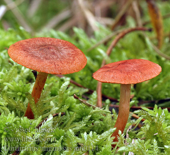 Cortinarius uliginosus am0114