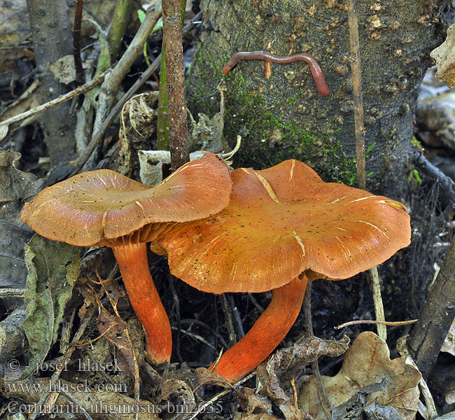 Cortinarius uliginosus Паутинник болотный Kupferroter Hautkopf