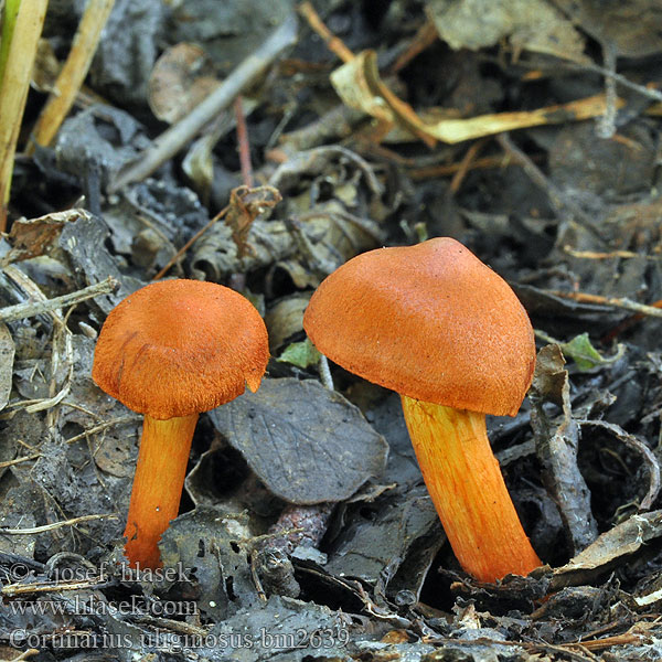 Cortinarius uliginosus bm2639