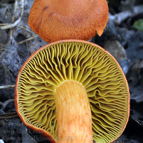 Cortinarius uliginosus bm2647