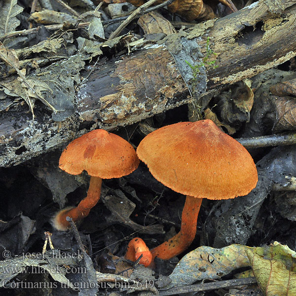 Cortinarius uliginosus bm2649