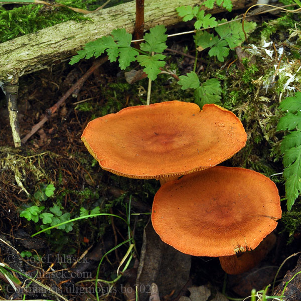 Cortinarius_uliginosus_bo7020