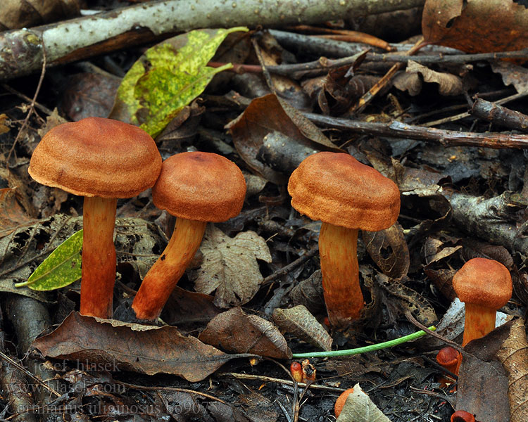 Cortinarius uliginosus Pavučinec bažinný