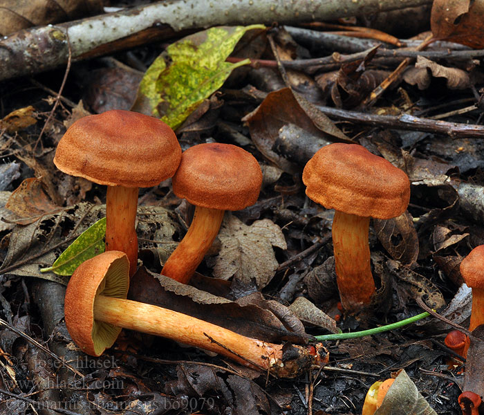 Cortinarius uliginosus Zasłonak bagienny