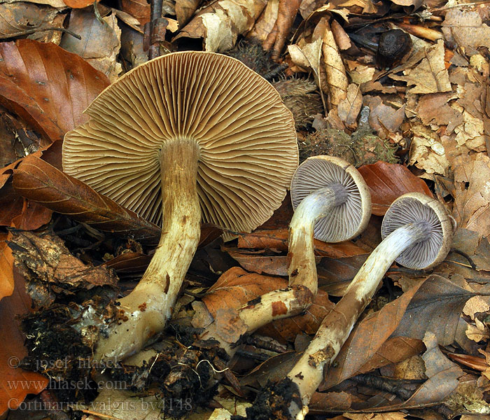 Cortinarius valgus Pavučinec nestálý Schiefe Rauhkopf