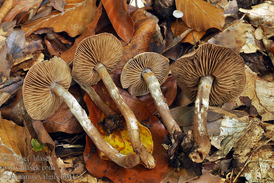 Cortinarius valgus Verborgen gordijnzwam Zasłonak krzywonogi