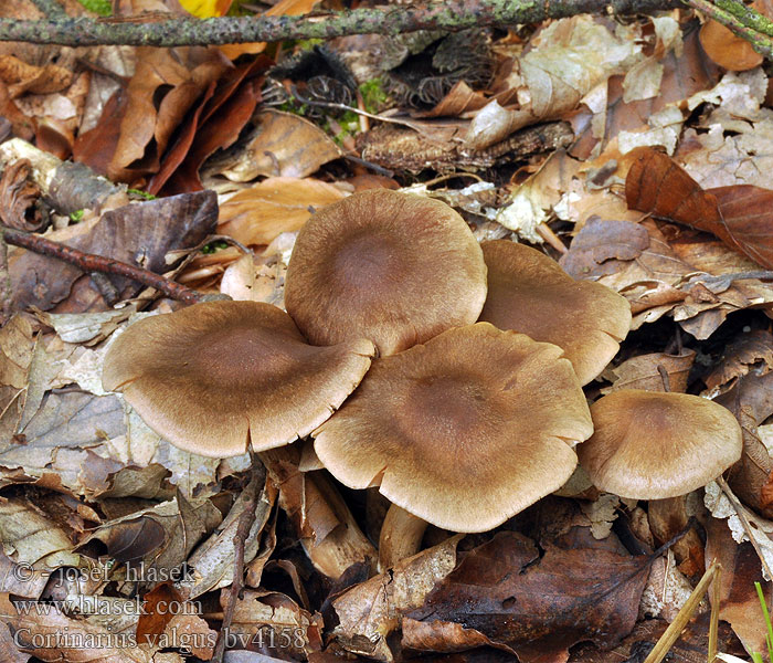 Cortinarius valgus Glat ræddike-slørhat Glatt rättikspindling