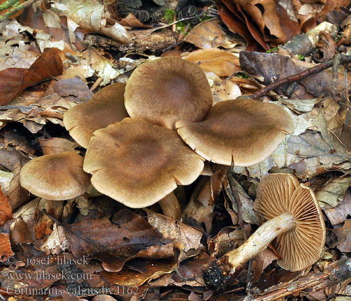 Cortinarius valgus Lanttuseitikki Cortinaire pied difforme