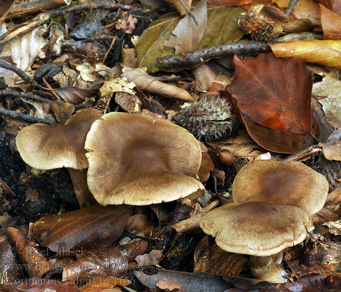 Cortinarius valgus Glatt reddikslørsopp Паутинник туфовый