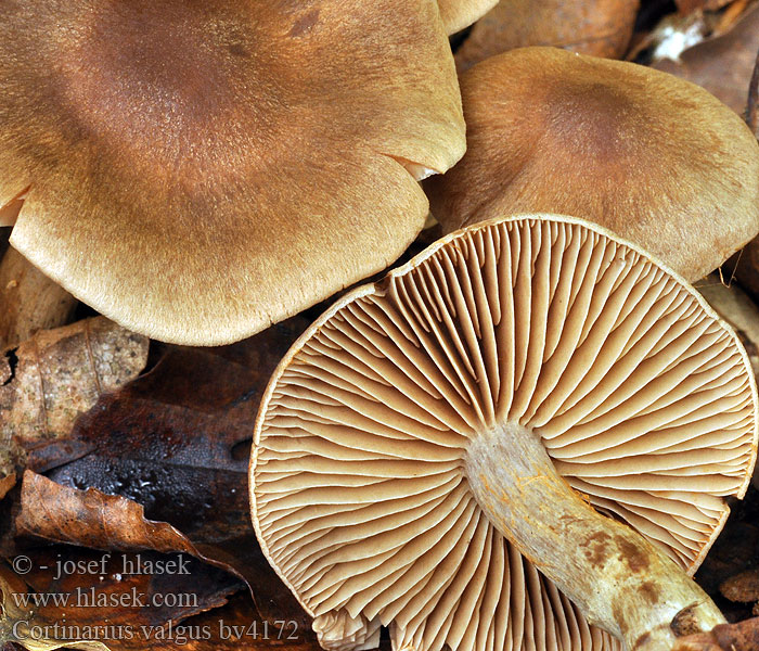 Cortinarius valgus Pavučinec nestálý