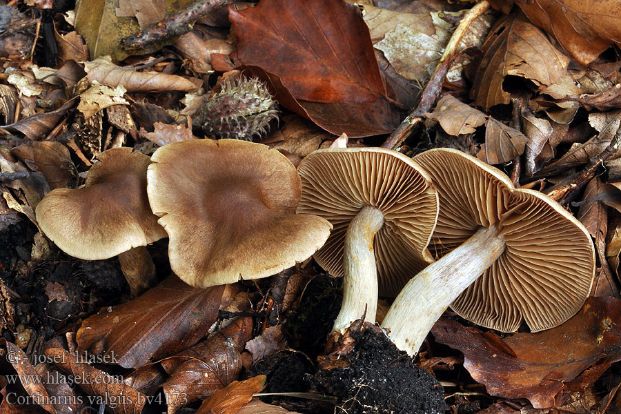 Cortinarius valgus Schiefe Rauhkopf