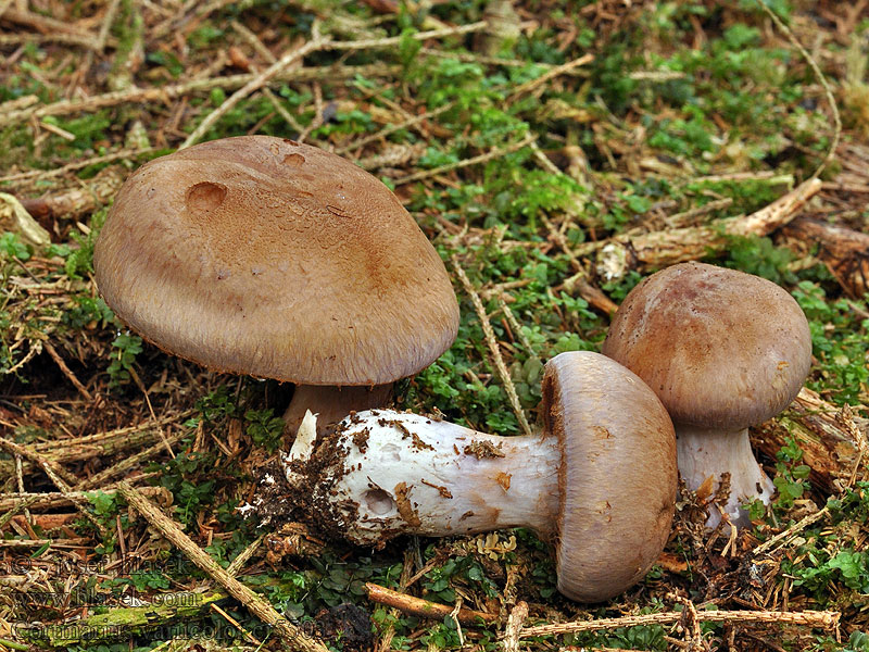 Cortinarius variicolor nemorensis Pavučinec měnlivý