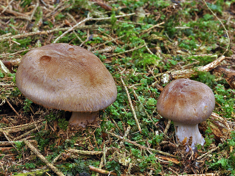 Cortinarius variicolor Erdigriechende Schleimkopf