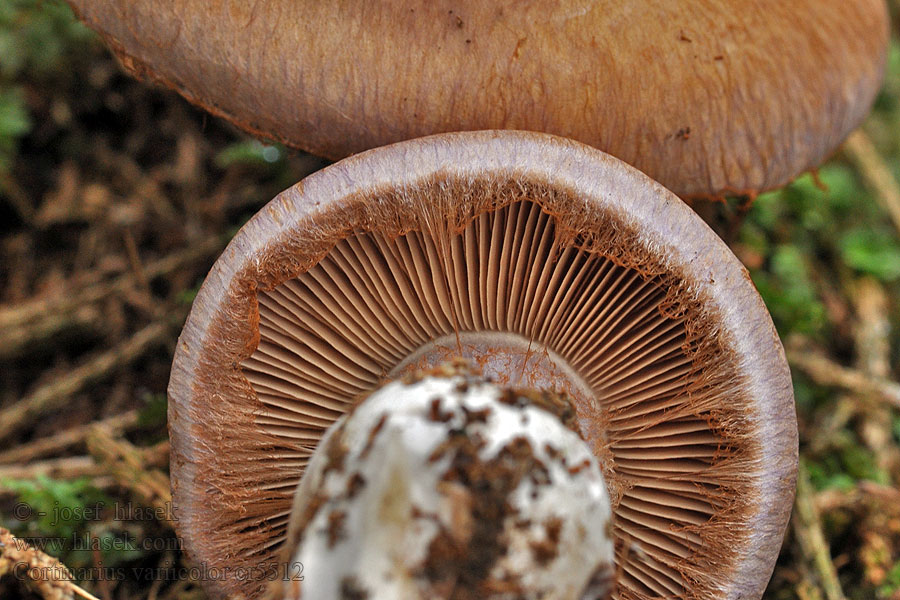 Cortinarius variicolor Lehtoseitikki Változékony pókhálósgomba