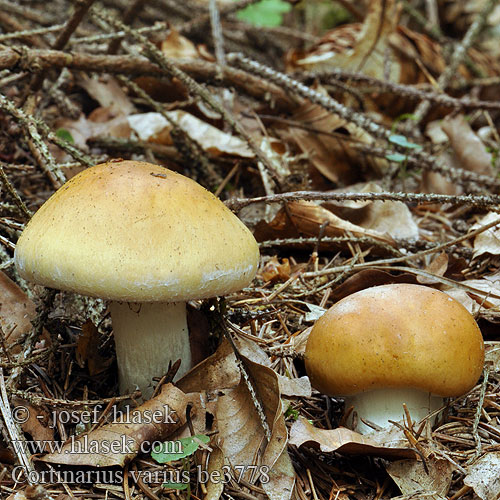 Cortinarius varius Contrary Webcap Pavučinec různý Foranderlig Slørhat Nuijaseitikki Cortinaire varié Zsemlebarna pókhálósgomba Ziegelgelber Schleimkopf Klumpslørsopp Zasłonak nijaki Паутинник кирпично-коричневый клейкий Pavučinovec rozličný Klubbspindling