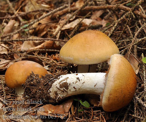 Cortinarius varius be3782