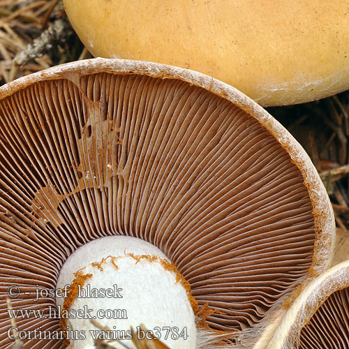 Cortinarius varius be3784