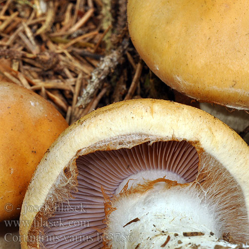 Cortinarius varius be3786